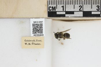 Media type: image;   Entomology 785839 Aspect: labels